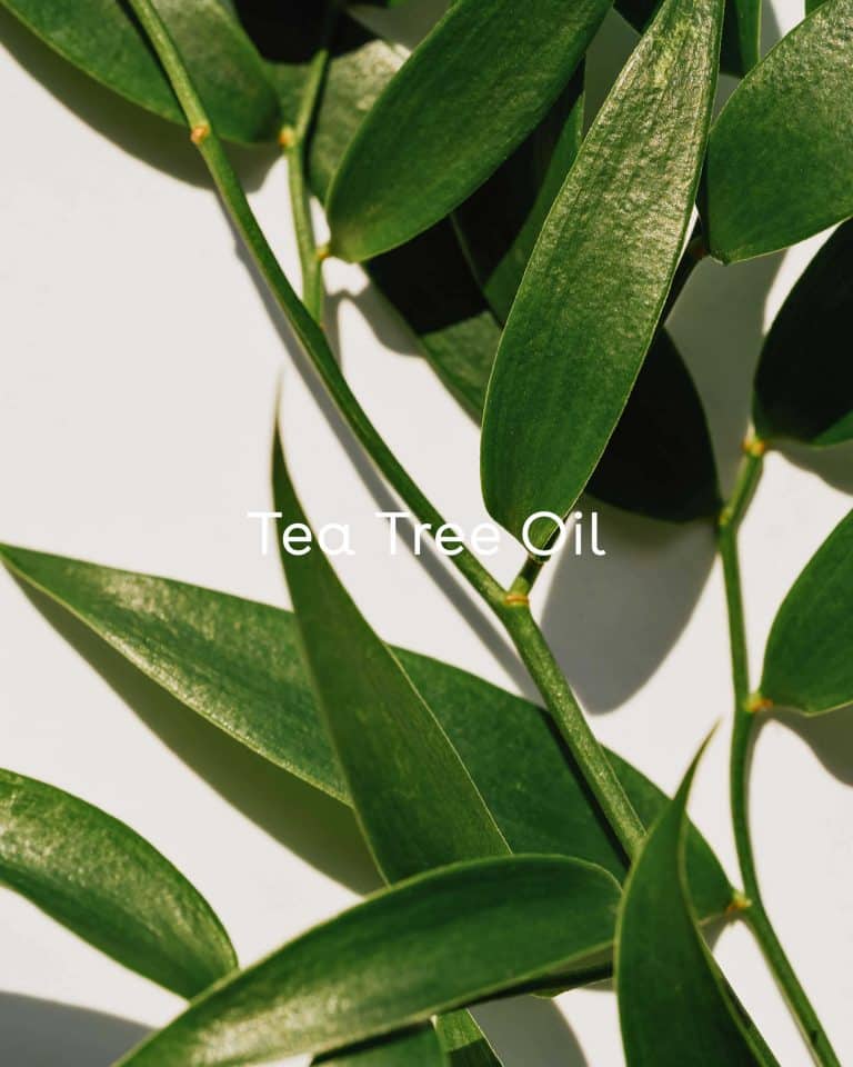 Tea Tree Oil has long been the best trick in the beauty bag for clear skin among women in Australia. It promotes a healthy microbiome by soothing troubled skin and reducing the appearance of redness, even in harsh climates.   Witch-Hazel helps reduce excess oil and minimize the appearance of pores, while Horsetail soothes skin and reduces the appearance of redness. Rosemary calms and helps protect the skin from free radicals. Sold at Juniper Skincare in Edina, Minnesota.